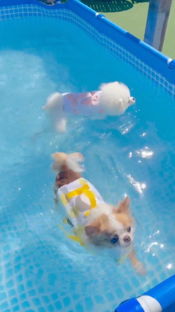 犬　泳ぎきる