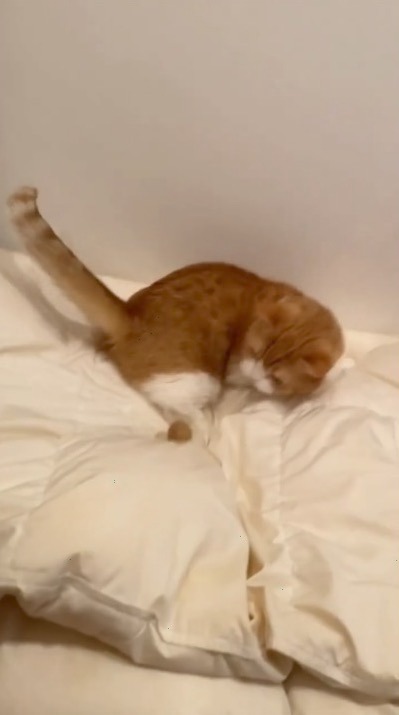 猫　毛玉で遊ぶ　ベッドの上