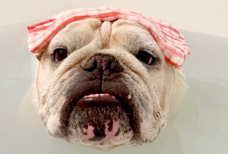 「良い湯だな〜♡」湯船で頭に布巾を乗せてくつろぐブルドッグさんが人間みたいで可愛すぎっ！