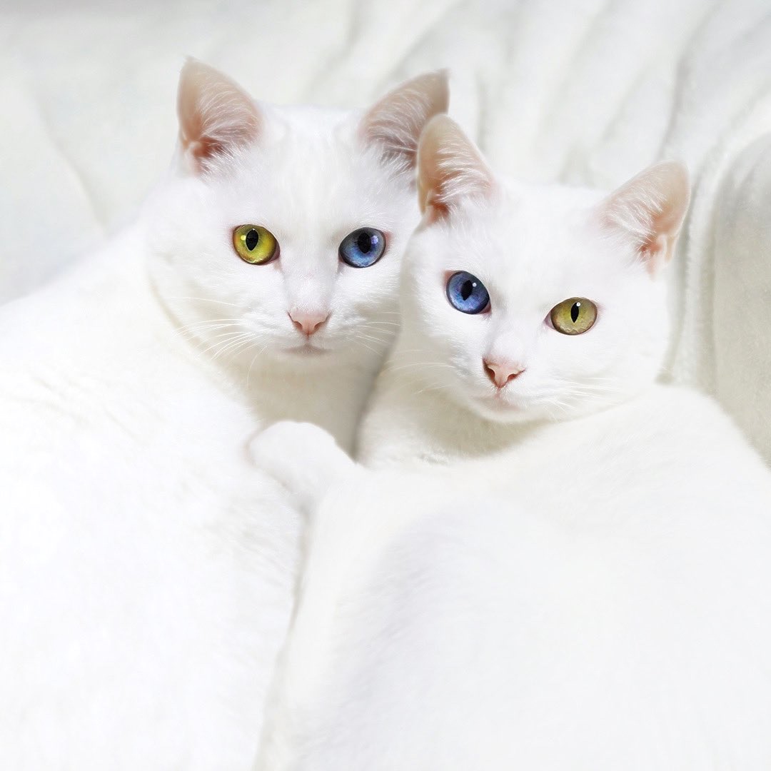 2匹の白猫　寄り添う