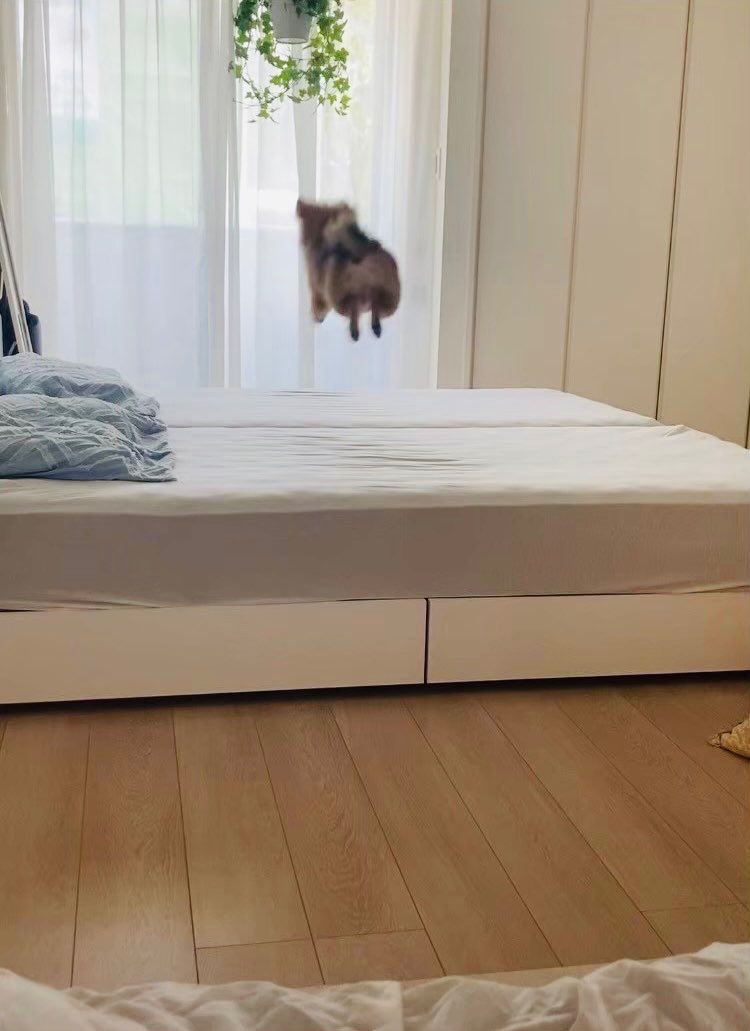 犬　ジャンプ