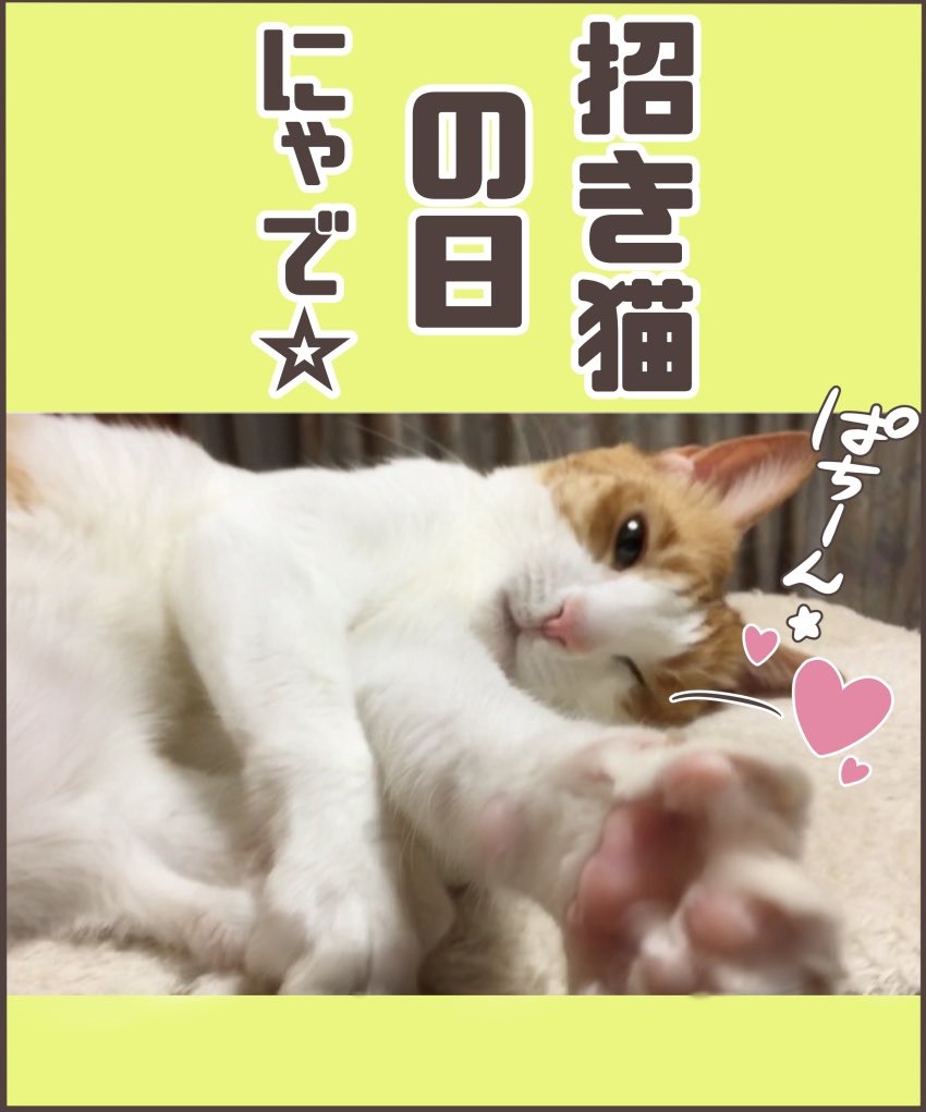 猫　招く