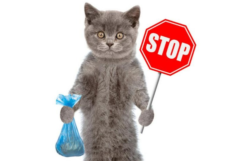 【2023年版】野良猫のフン対策をしたい！掃除のやりかたや注意点を解説！