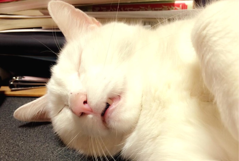 寝てる白猫