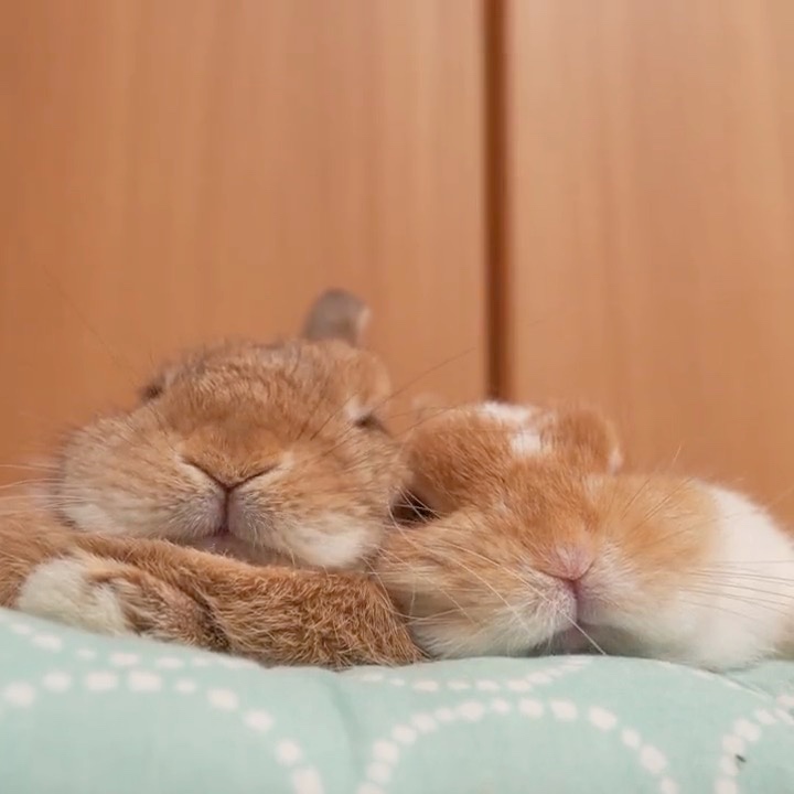 ウサギ　寝る