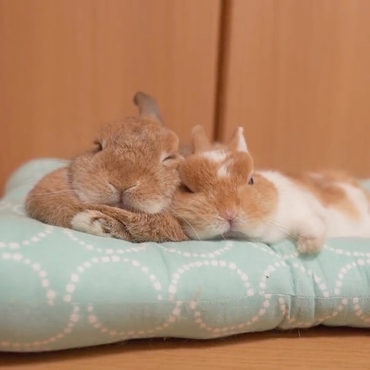 ウサギ　寝る