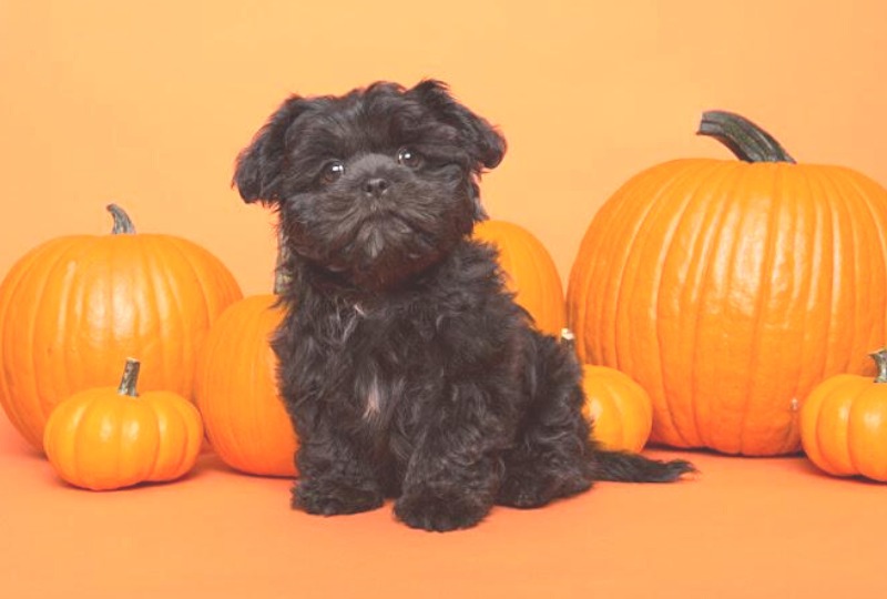 【獣医師監修】犬にかぼちゃはOK！食べてもいい量と与えるときの注意点！【2023年版】