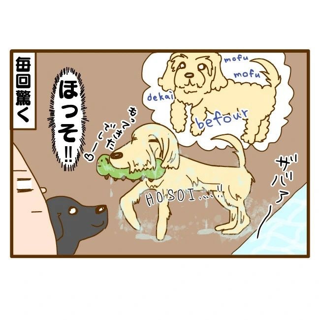 犬　水遊び