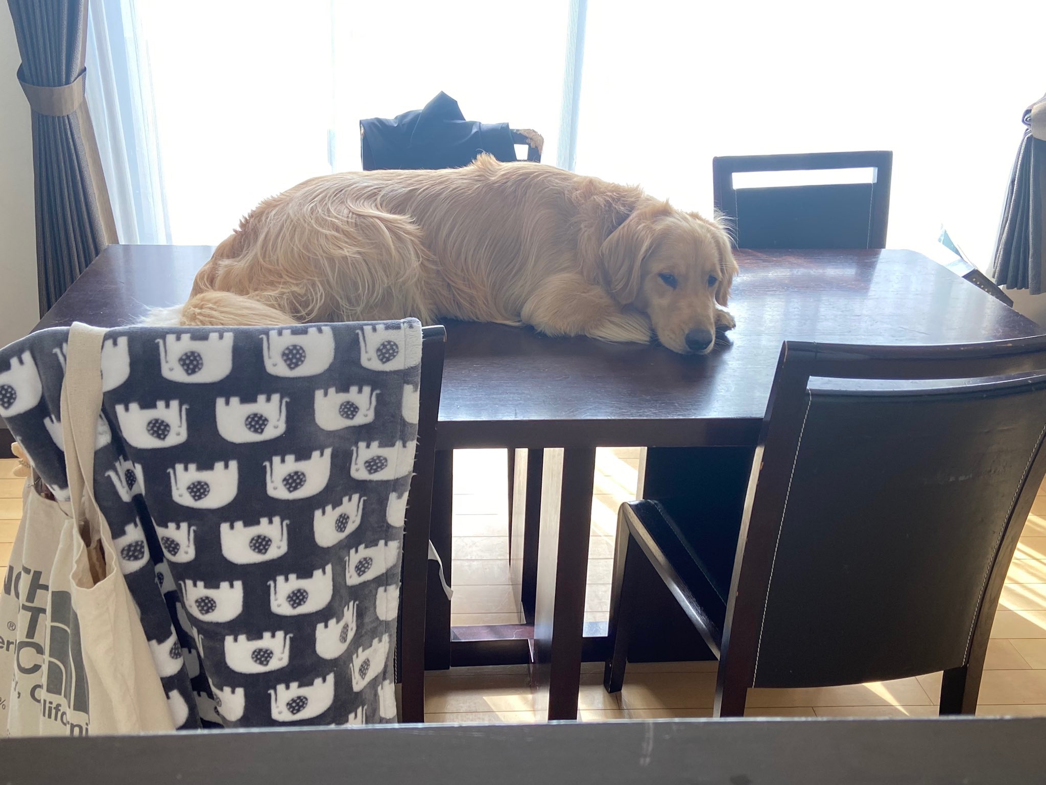 犬　テーブルで寝る