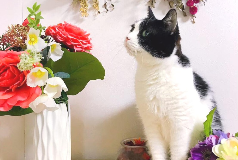 【2023年版】猫とお洒落に暮らしたい♪安心な観葉植物5選と可愛い造花をご紹介！