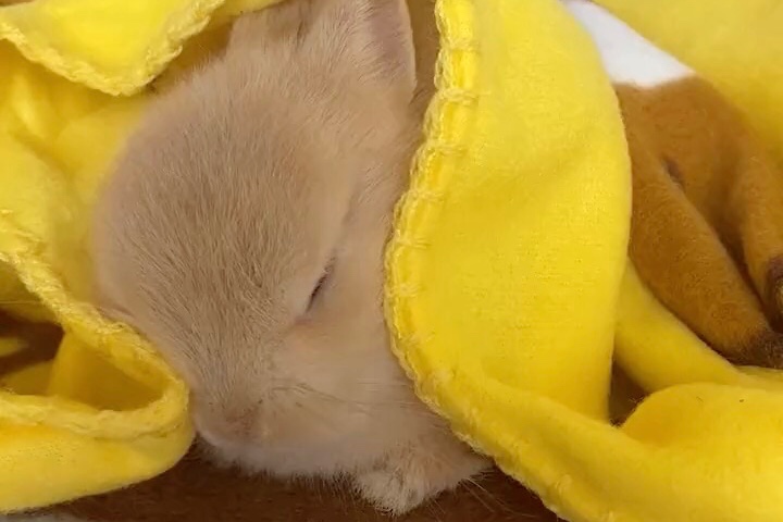 毛布の中でぬくぬく…♡幸せそうにうたた寝するウサギさんが可愛くて悶絶必至【バズ部】
