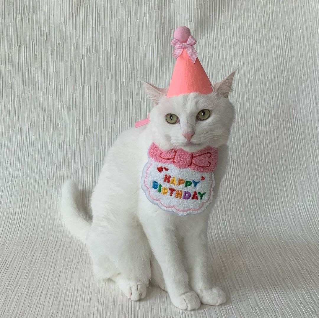 猫　記念日　三角帽子