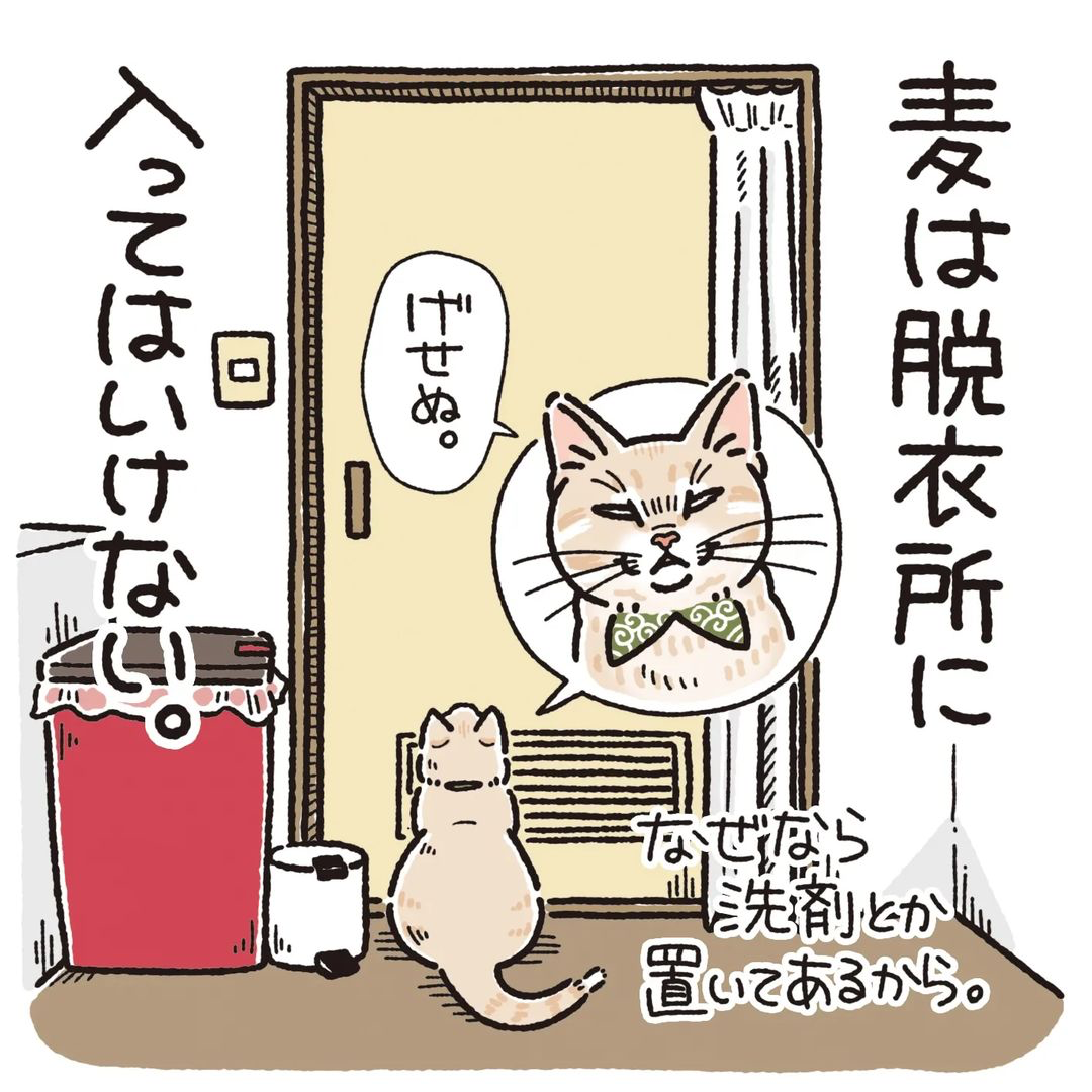 猫　じゃれる