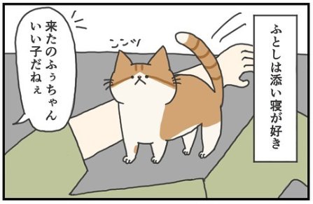 猫　添い寝