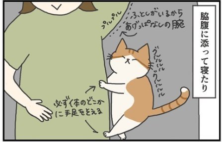 猫　添い寝