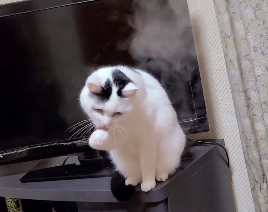 猫　蒸気で遊ぶ