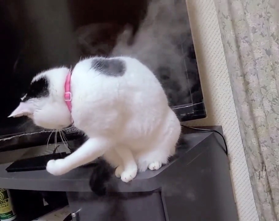 猫　蒸気で遊ぶ