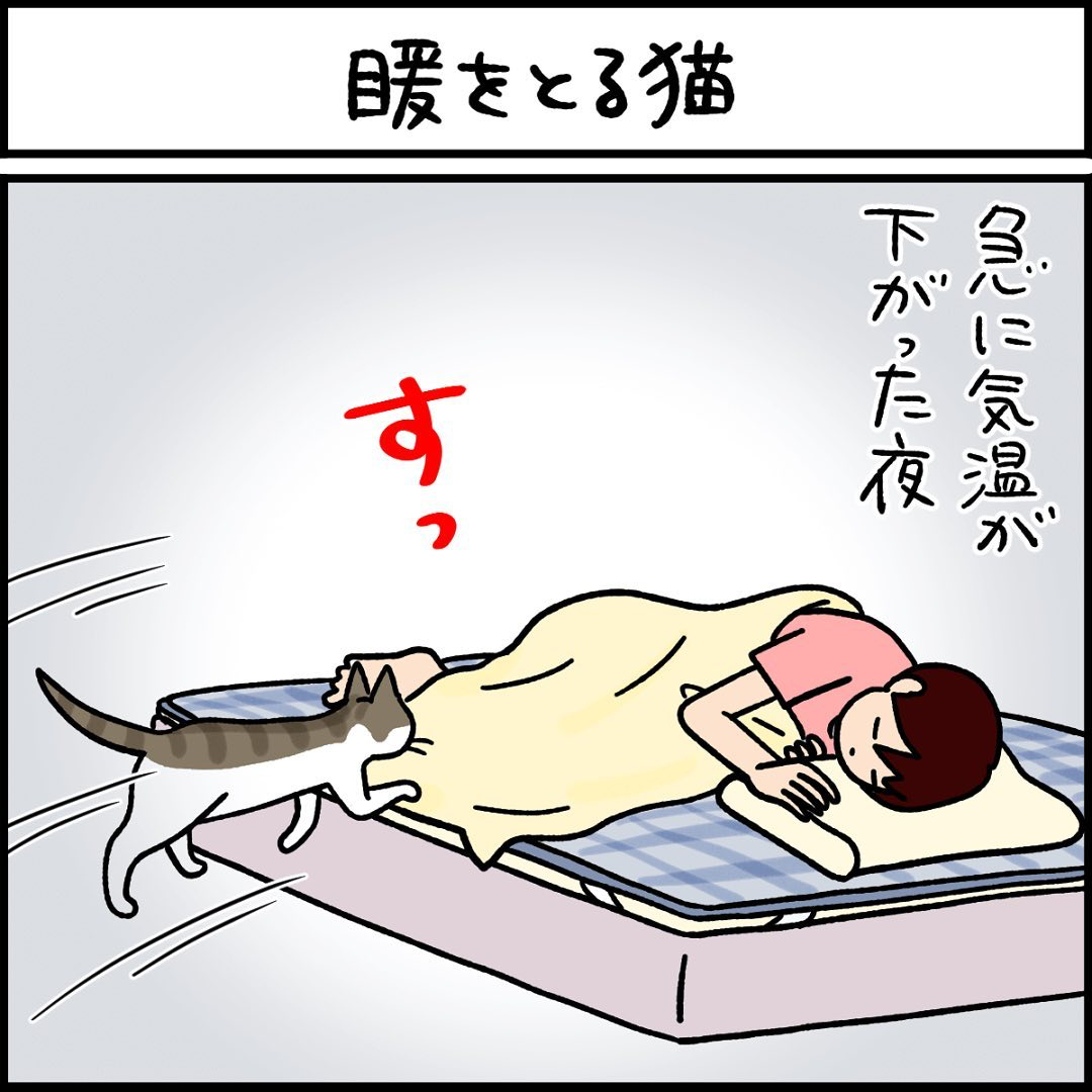 猫　寄り添う