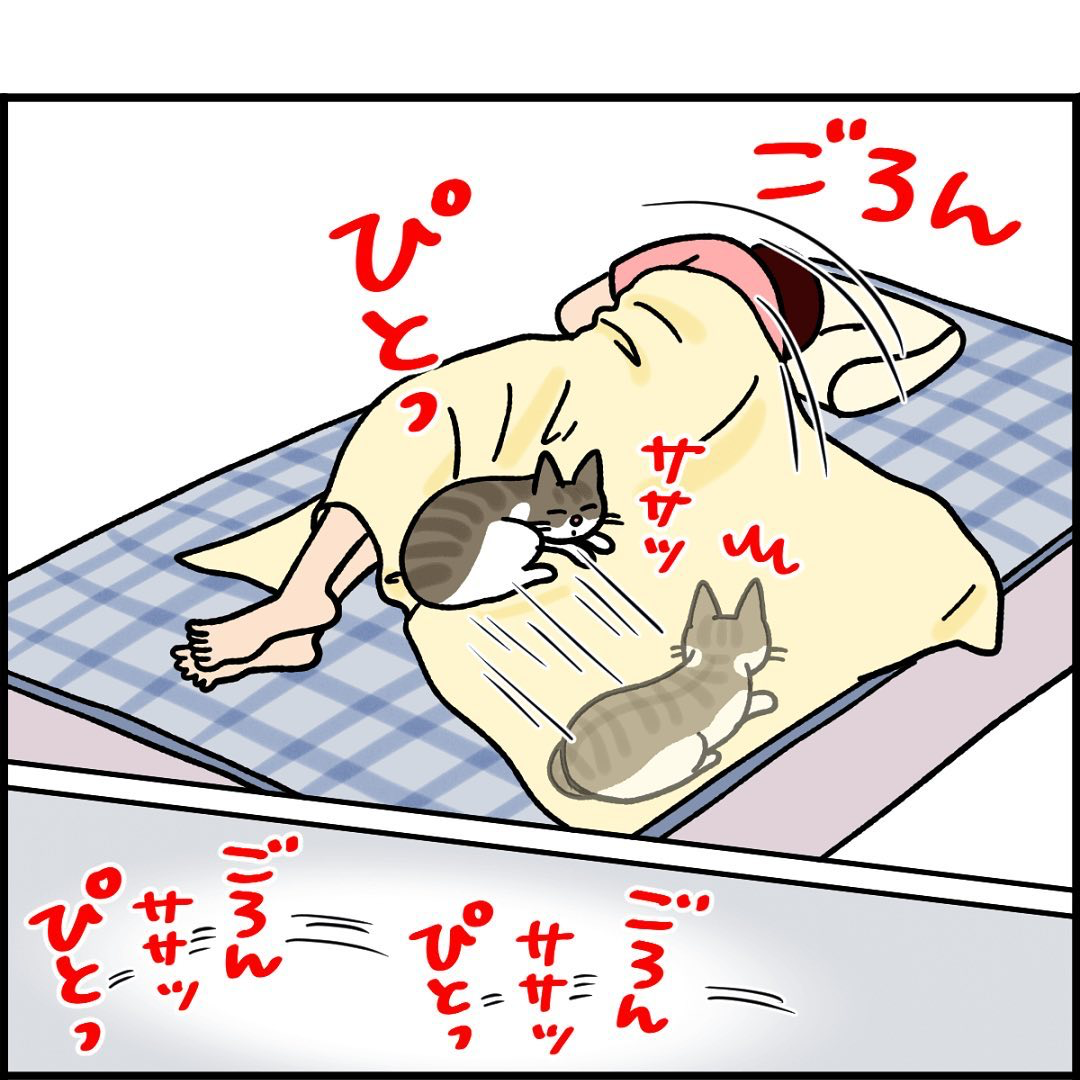 猫　寄り添う