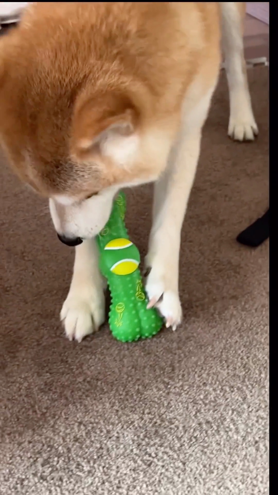 犬　おもちゃで遊ぶ
