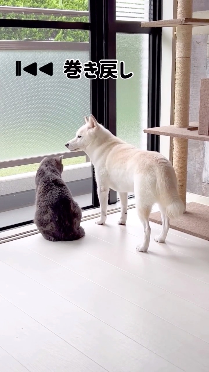 猫と犬　外を眺める