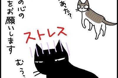 【漫画】第20話：怒りん坊猫のストレスが、かわいそうだけど愛おしくてキュン♪【ナノくん】