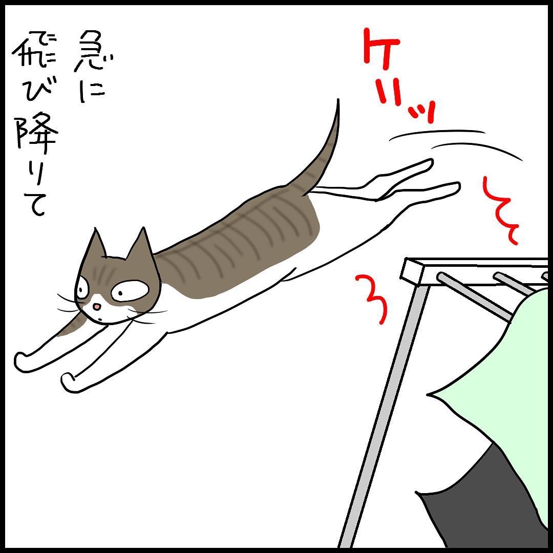 猫　ジャンプ　漫画
