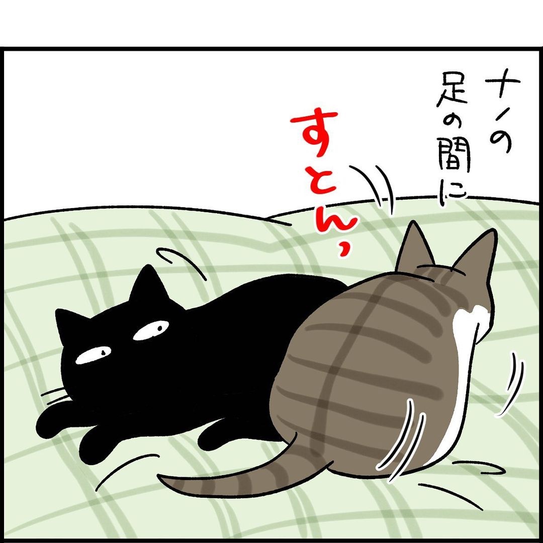 猫　布団　漫画