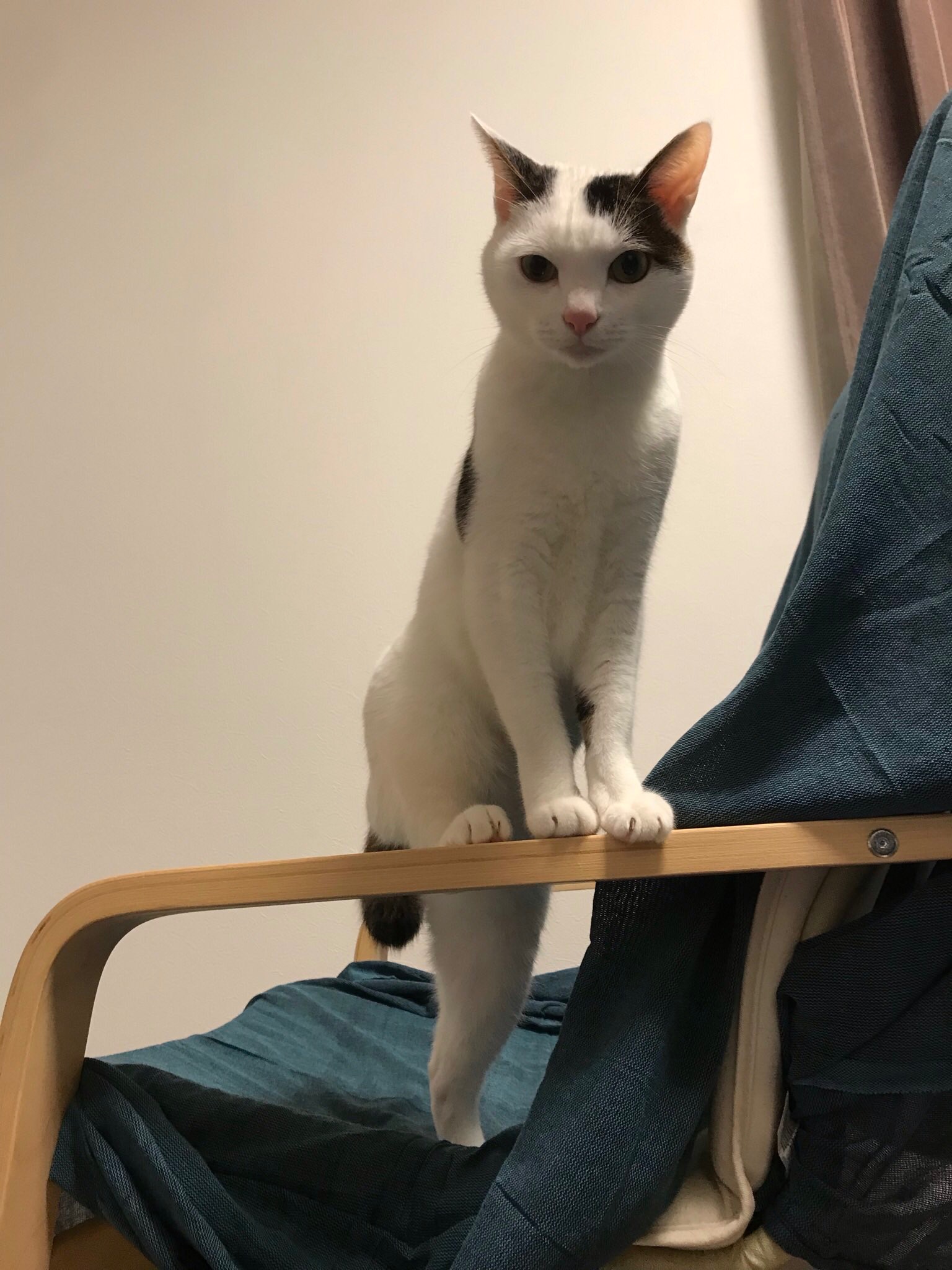 猫　椅子に登る