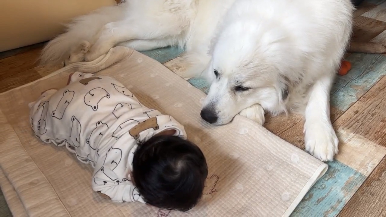 犬　赤ちゃんと添い寝