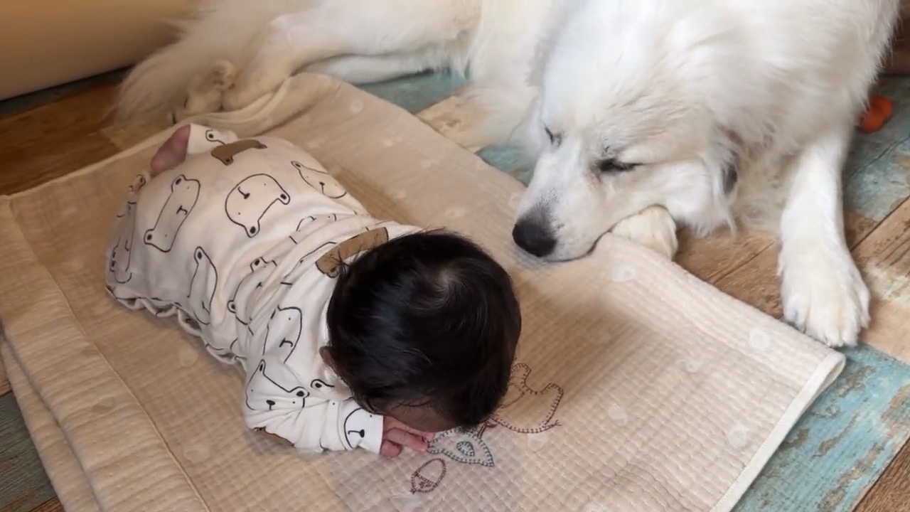 犬　赤ちゃんと添い寝