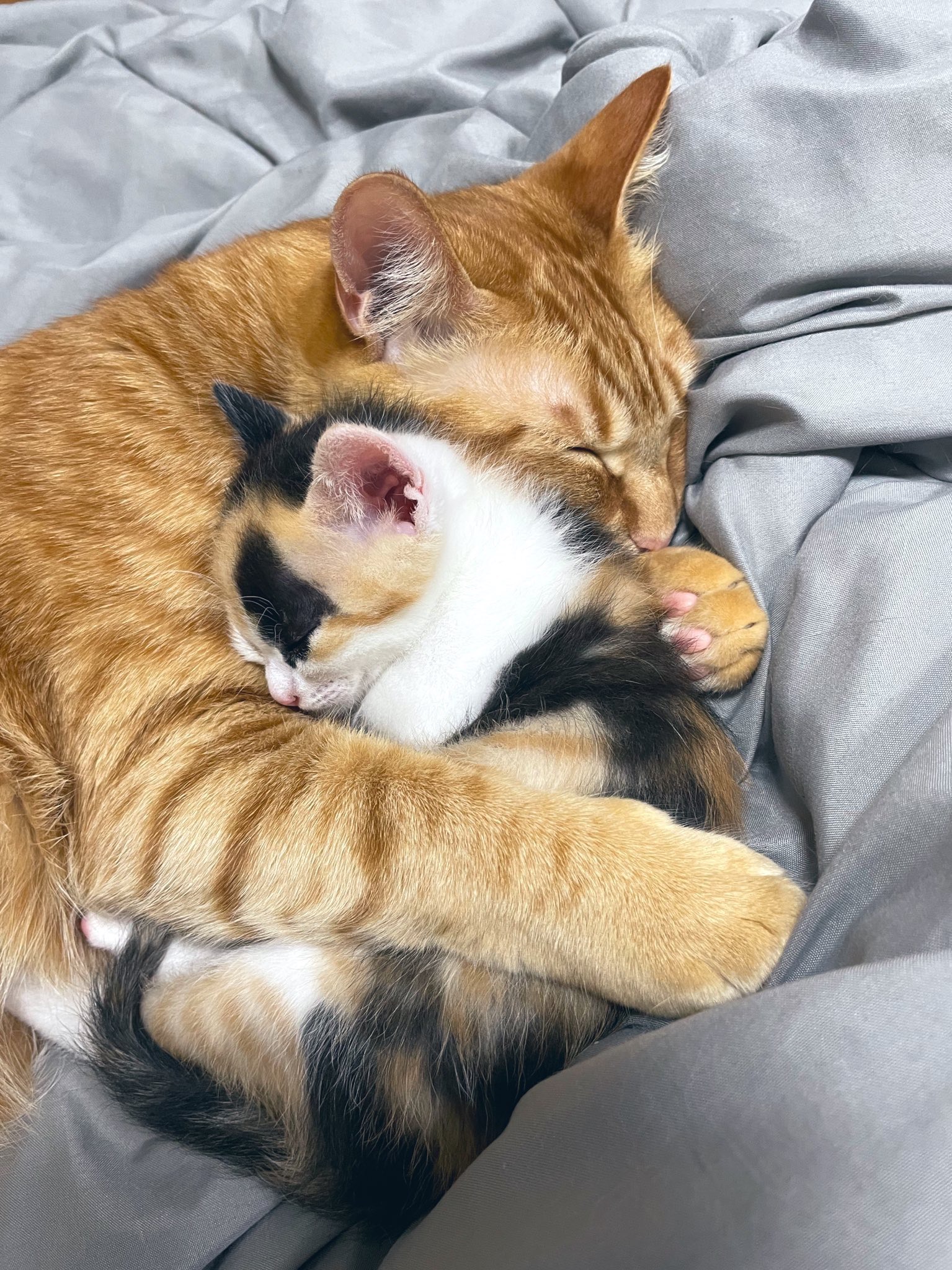 子猫を抱きしめる成猫