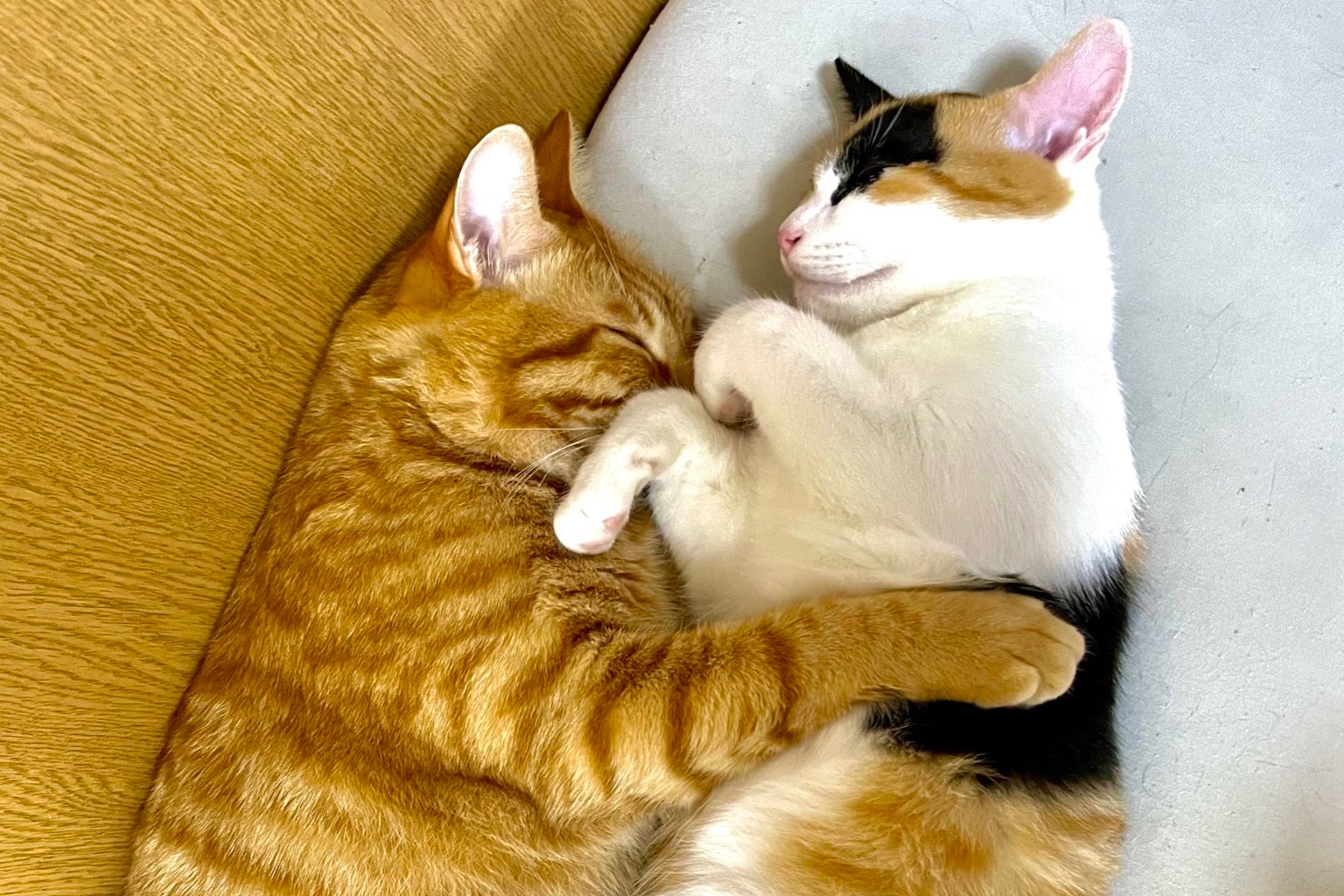 もう包み込めないけど…♡大きくなった妹猫を抱きしめて眠る兄猫の姿が尊すぎると話題【バズ部】