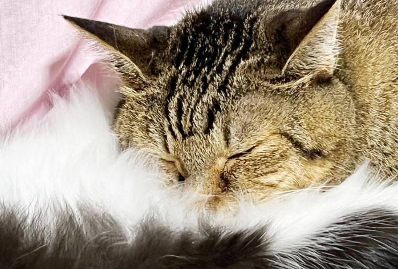 「フワフワで最高ニャ♪」同居猫さんの“大事なトコロ”に顔を埋めて寝る猫くんにクスッ！