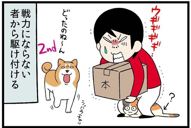 【漫画】第20話：誰か荷物運ぶの手伝って！真っ先に駆けつけてくれる猫さん♡【たんぽぽちゃん】