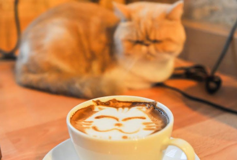 【2023年版】猫カフェのことを知って楽しもう！マナーやルールについて詳しく解説！