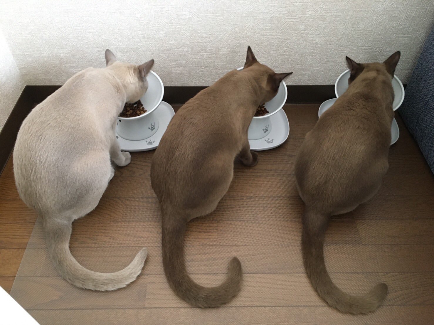 3匹の猫　食事中