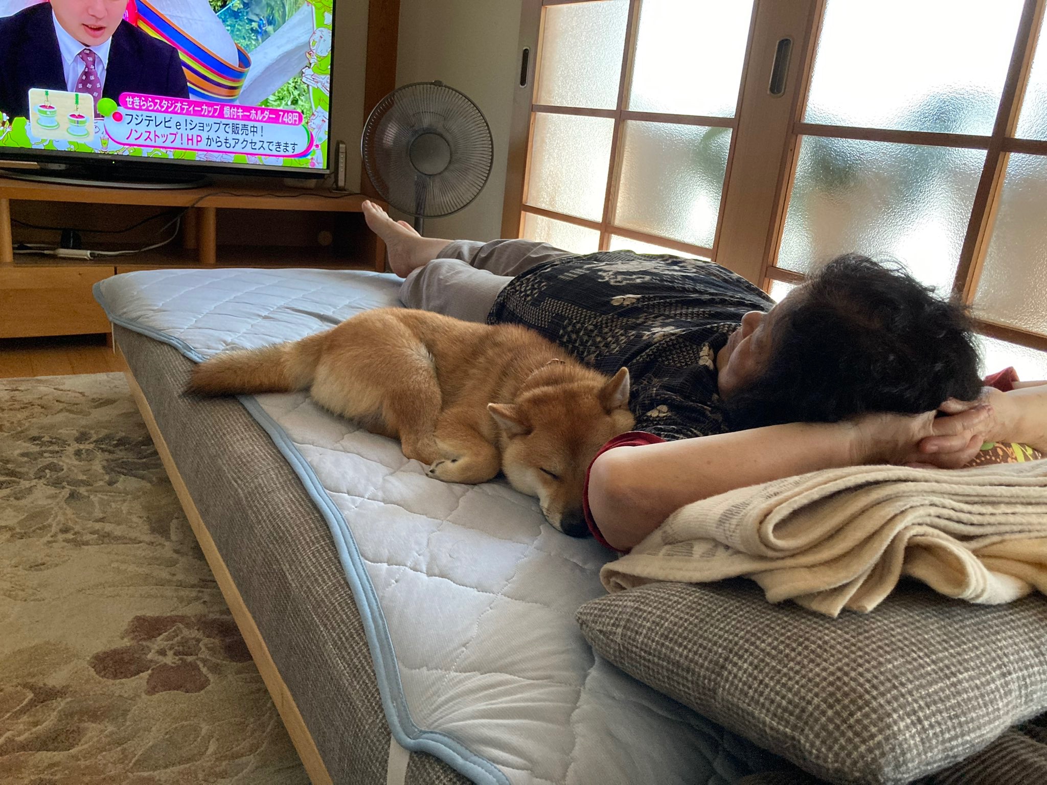 犬とおばあちゃん　昼寝