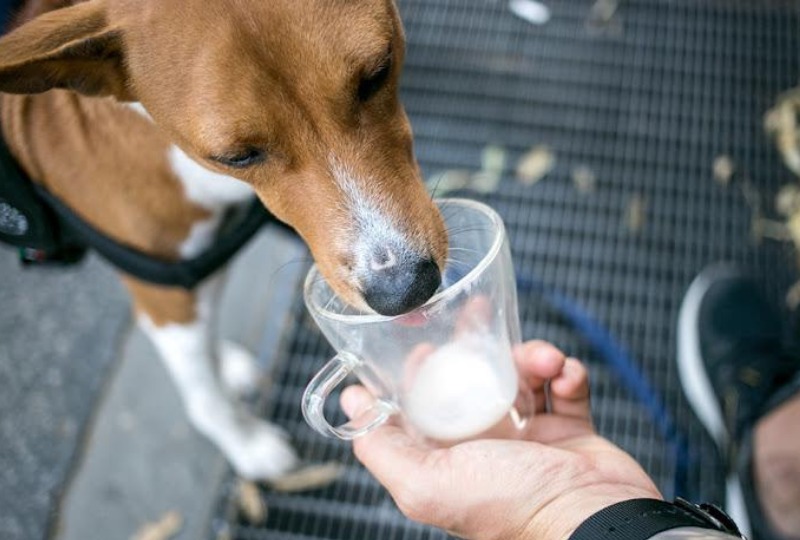 【獣医師監修】犬に豆乳はOK！食べてもいい量と与えるときの注意点！【最新版】