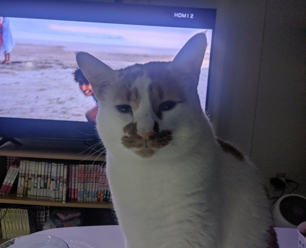 猫　テレビの前に座る