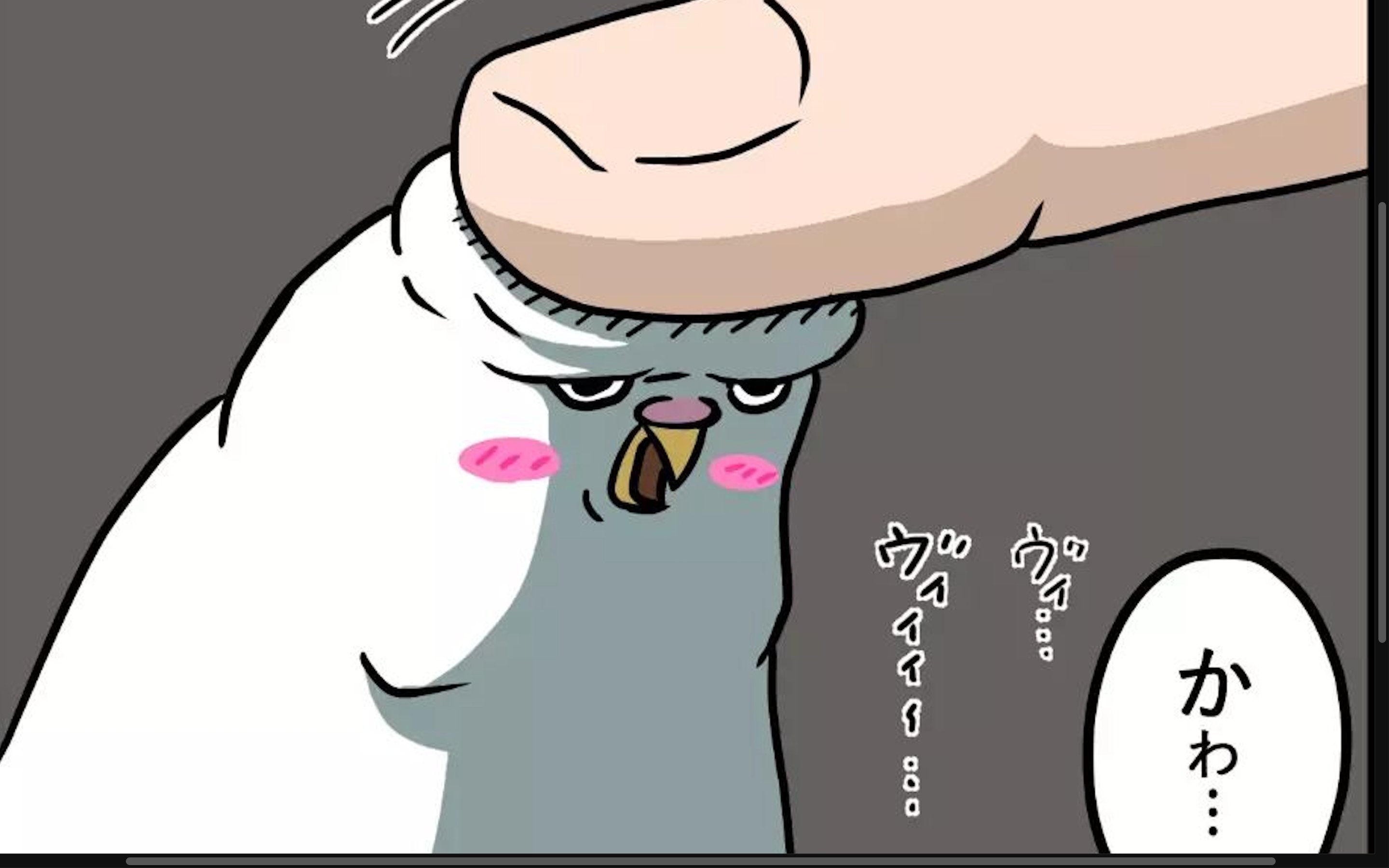 【漫画】第26話：感動の瞬間！初めておでこを撫でられたインコの表情が可愛い♡【マロくん】