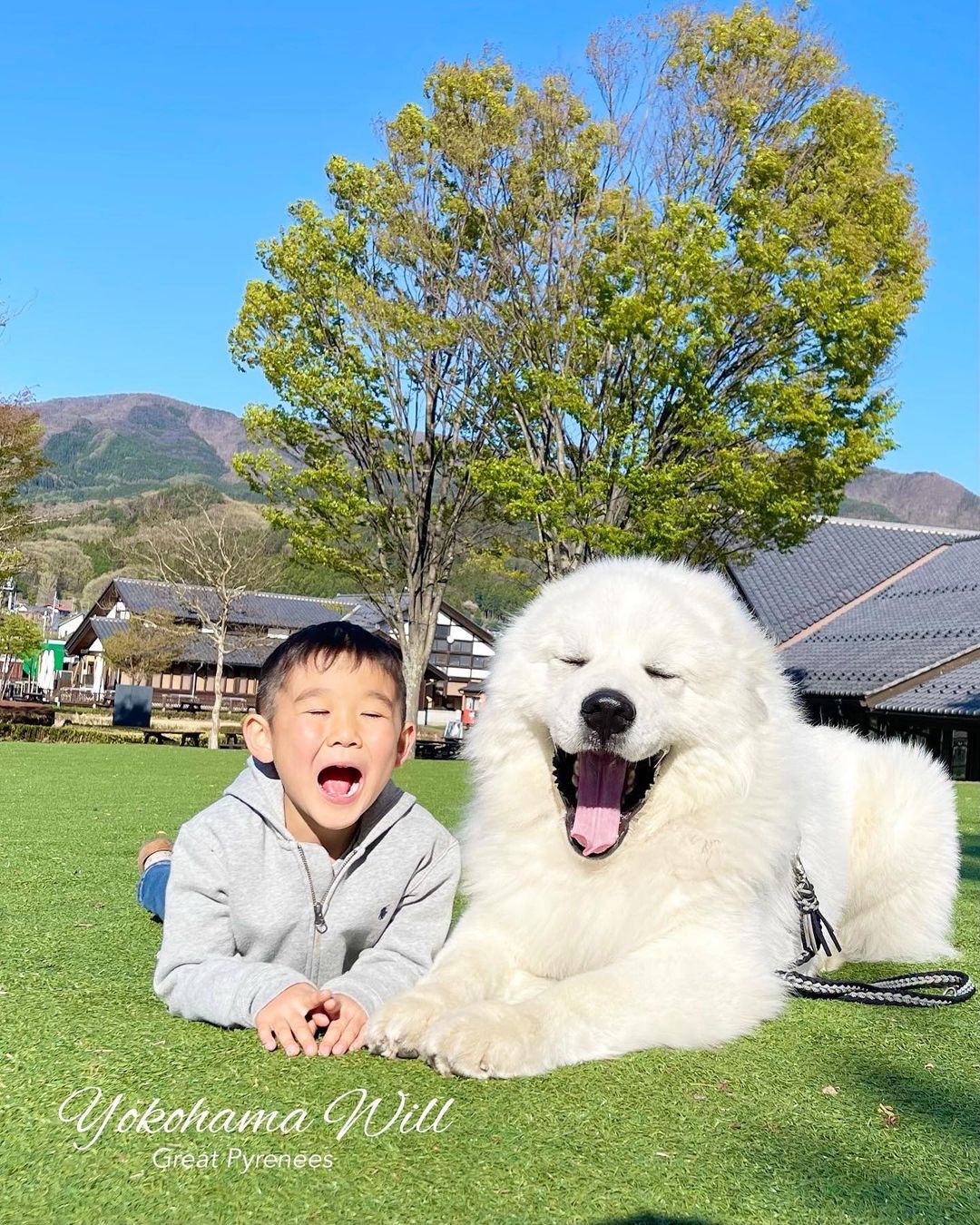犬と男の子　あくび