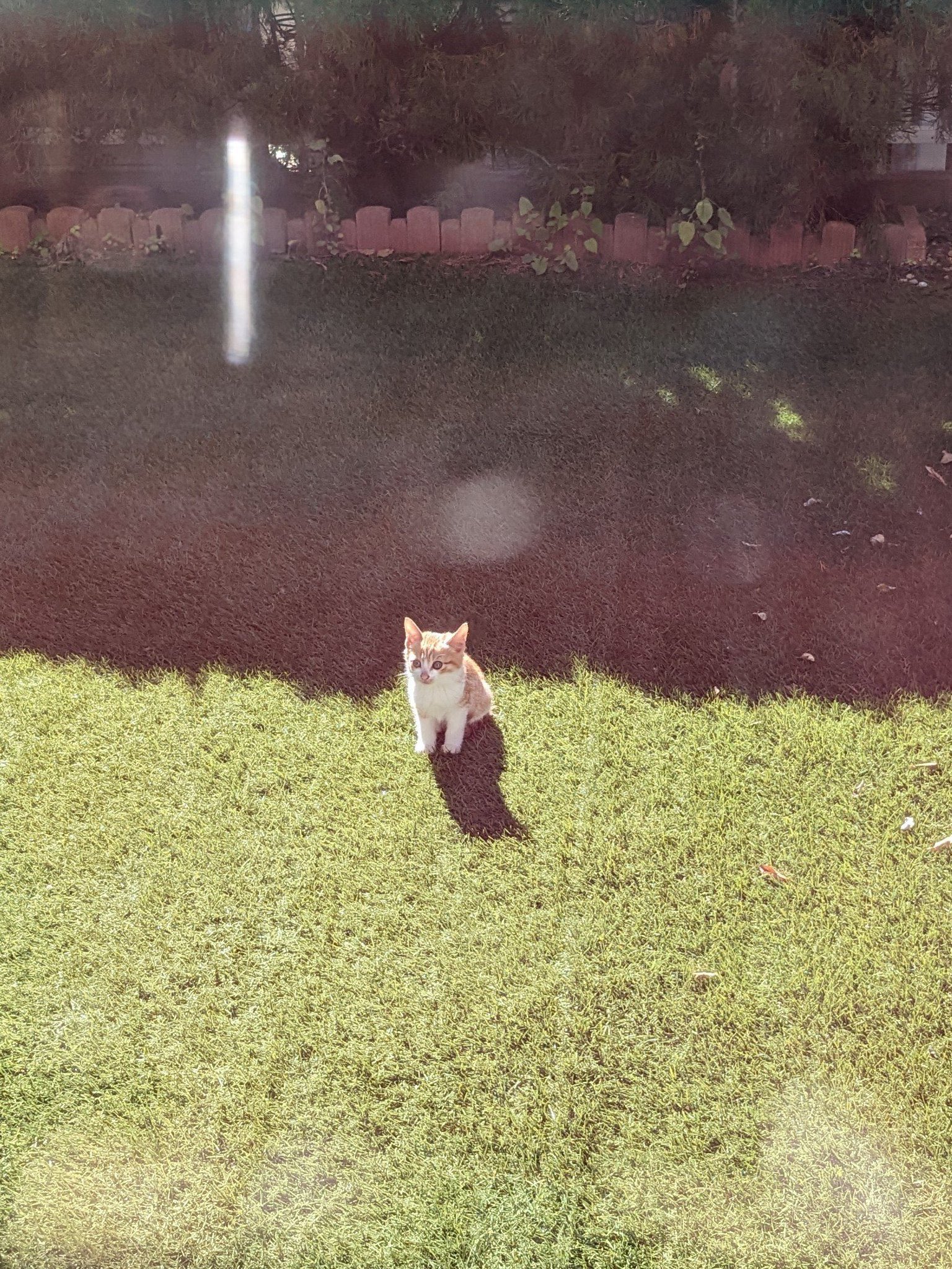 芝生に座る子猫