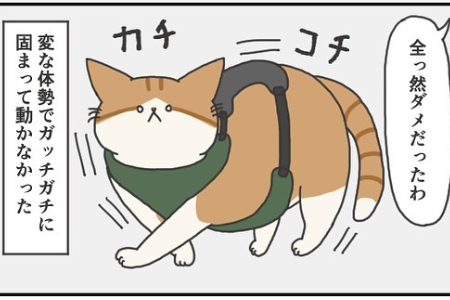 【漫画】第38話：「これは一体何ニャ？」猫用ハーネスでガッチガチになるニャンコに爆笑【ふとしくん】
