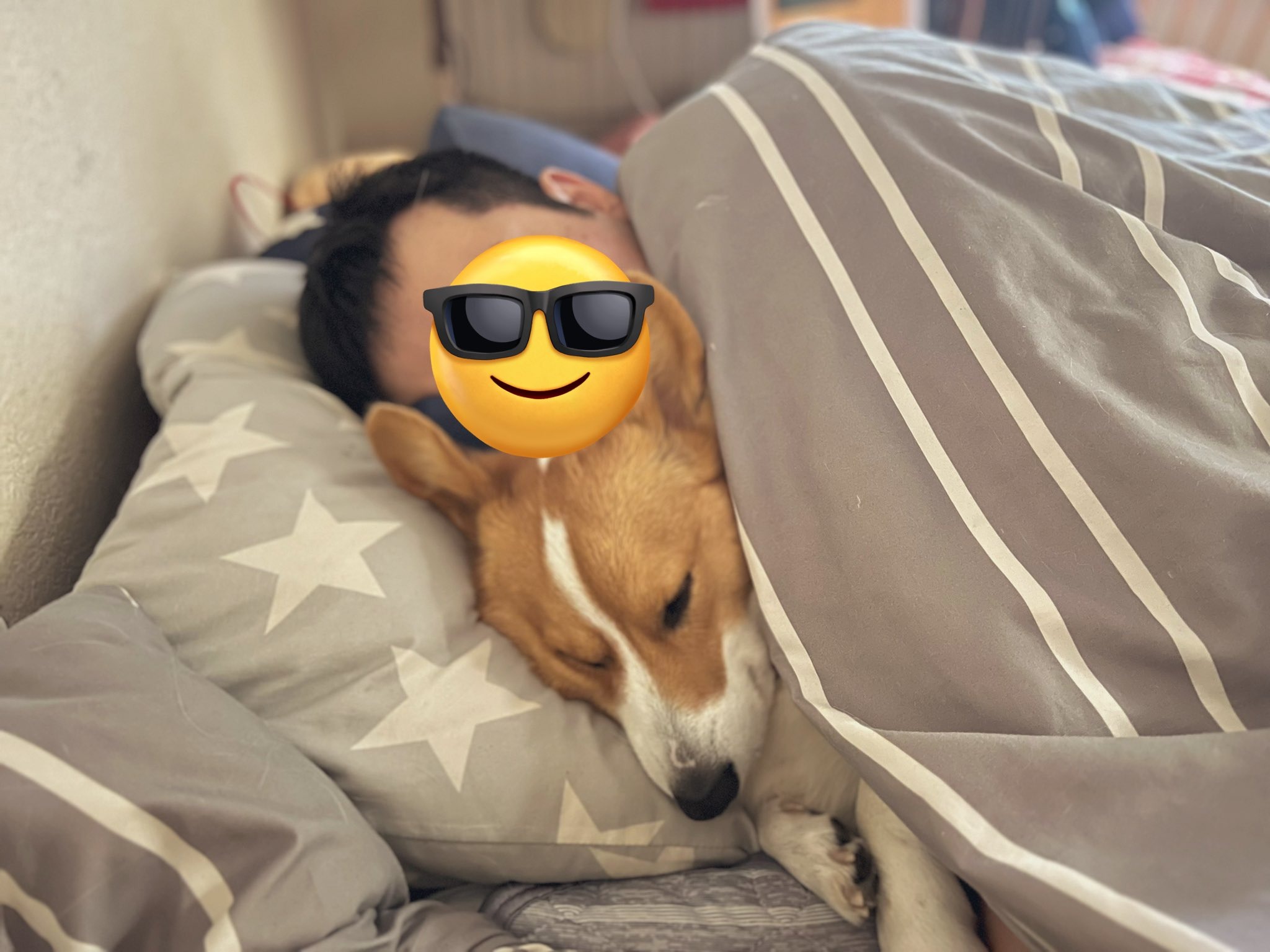 犬　ベッド　寝る