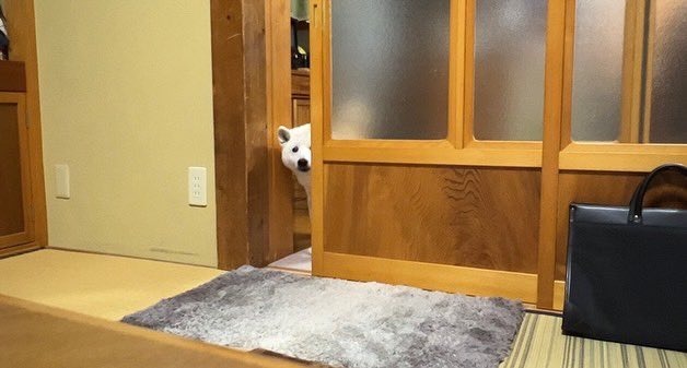 ドアの隙間からのぞく犬