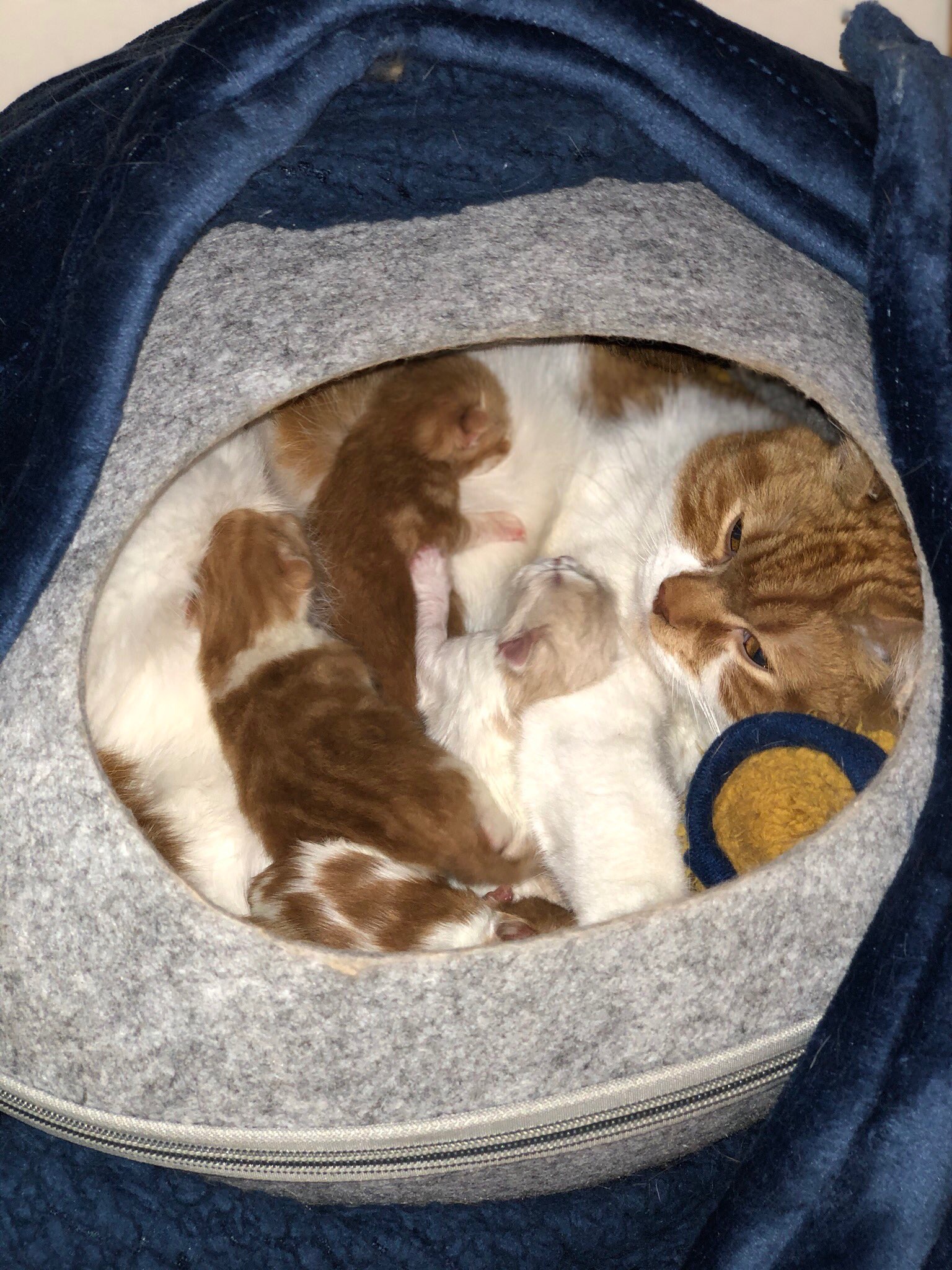 母親と子猫　授乳中