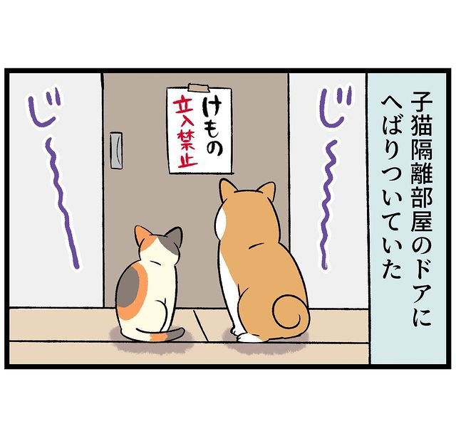 猫　隔離　漫画