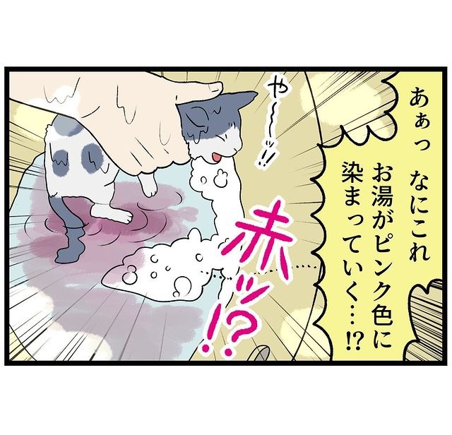 猫　お風呂　漫画