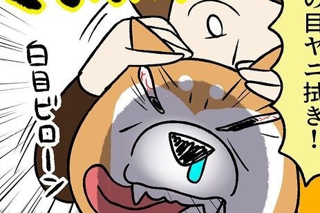 【漫画】第61話：思い切りは大事！すごい勢いで目ヤニを掃除される柴犬さん【どんぐりちゃん】